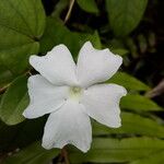 Thunbergia laevis ᱵᱟᱦᱟ