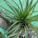 Tillandsia utriculata Лист