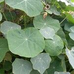 Tropaeolum minus Leaf