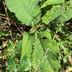 Persicaria virginianaЛист