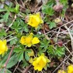 Potentilla vernaКветка