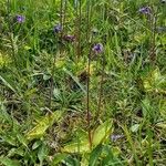 Pinguicula vulgarisBlodyn