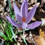 Crocus nudiflorusЦвят