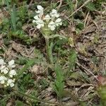 Prunella laciniata Libunga