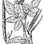 Cardamine chelidonia Інше