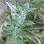 Carthamus caeruleus 葉