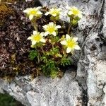 Saxifraga exarata 花