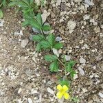 Potentilla erecta Other