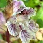 Orobanche crenata 花