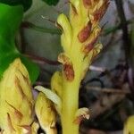 Orobanche hederae Blüte