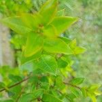 Myrtus communis Leaf