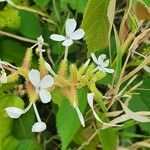 Plumbago zeylanica Λουλούδι