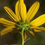 Helianthus angustifolius Flower