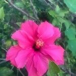 Hibiscus rosa-sinensisFlower