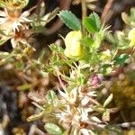 Ononis pusilla Flor