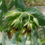 Cerinthe glabra Flor