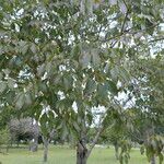 Handroanthus heptaphyllus Hábitos