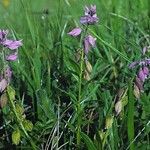 Polygala vulgaris Yeri