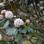 Rhododendron arizelum Habit