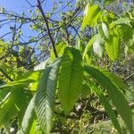 Castanea crenata Листок