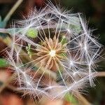 Lactuca serriola Frucht