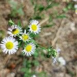 Erigeron annuus花