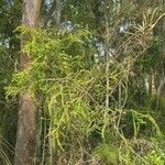 Acacia paradoxa 形態