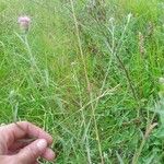 Centaurea stoebe Leaf