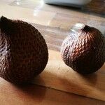 Salacca zalacca ഫലം