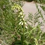 Digitalis luteaBlomst