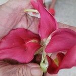 Sesbania grandiflora Λουλούδι