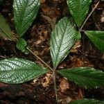 Cordia nodosa Blatt