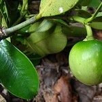 Garcinia pedicellata Fruto