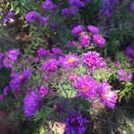 Symphyotrichum dumosum Blüte