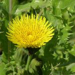 Sonchus asper Flor