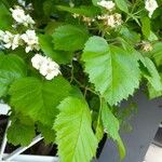 Sorbus latifolia पत्ता