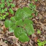 Quercus marilandica Leaf