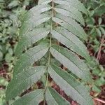 Zanthoxylum rhoifolium Blad