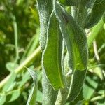 Centaurea uniflora Leaf