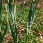 Narcissus minor Feuille