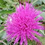 Cirsium acaule Květ