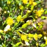 Senecio clivicola