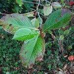 Aronia × prunifolia Yaprak