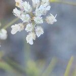 Pimpinella barbata फूल