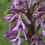 Orchis × angusticruris Blomma