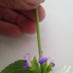 Salvia viridis Altro