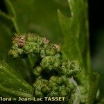 Chenopodiastrum murale Flower