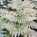 Dryopteris expansa List