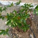 Cestrum diurnum Foglia