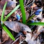 Scilla siberica Leaf